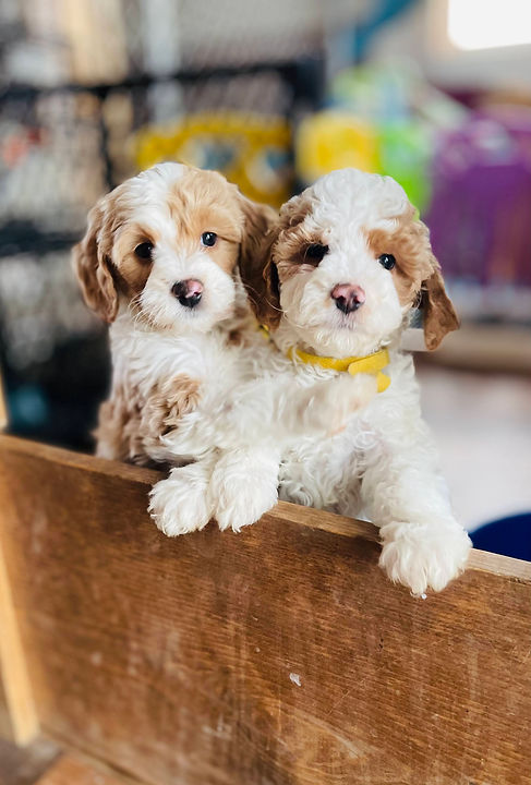 teddybear goldendoodle puppy
