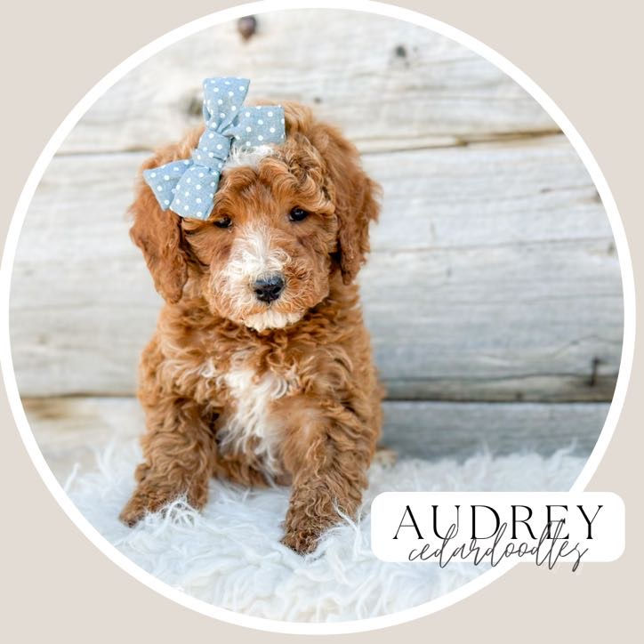 Close-up view of a Teddybear Goldendoodle puppy
