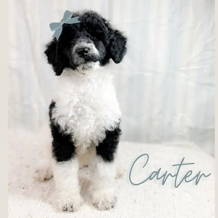 white and black mini doodle puppy