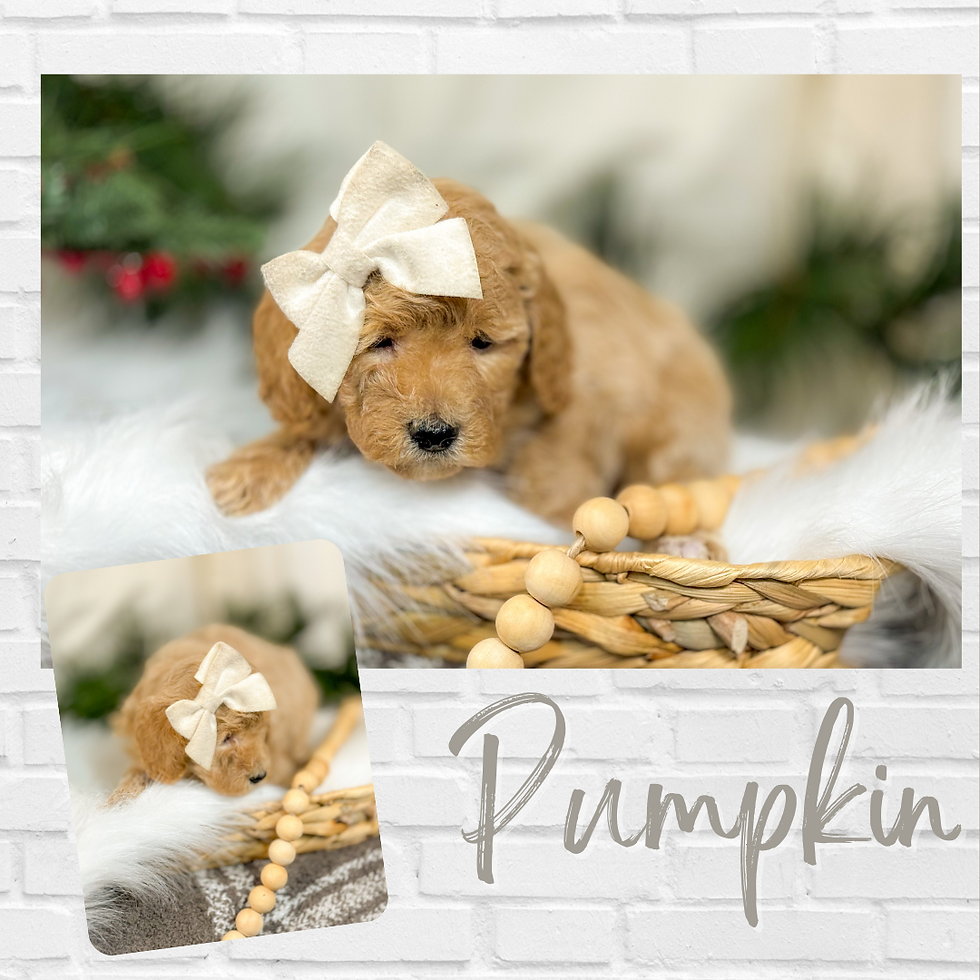 Fluffy brown puppy with a large bow sleeps in a wicker basket. Soft white fur and beads surround it. "Pumpkin" text on a white brick wall.