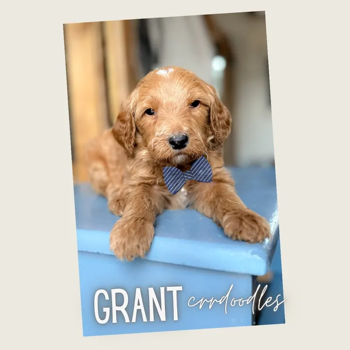 The Ultimate Guide to Choosing the Right Goldendoodle