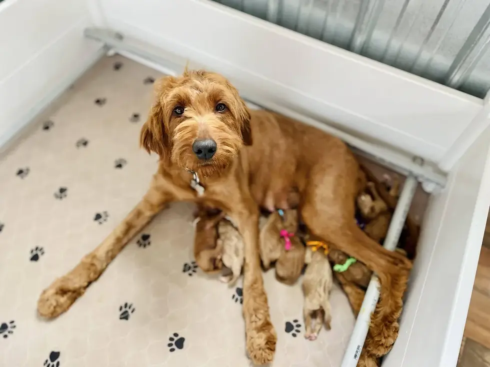 red goldendoodle mom 