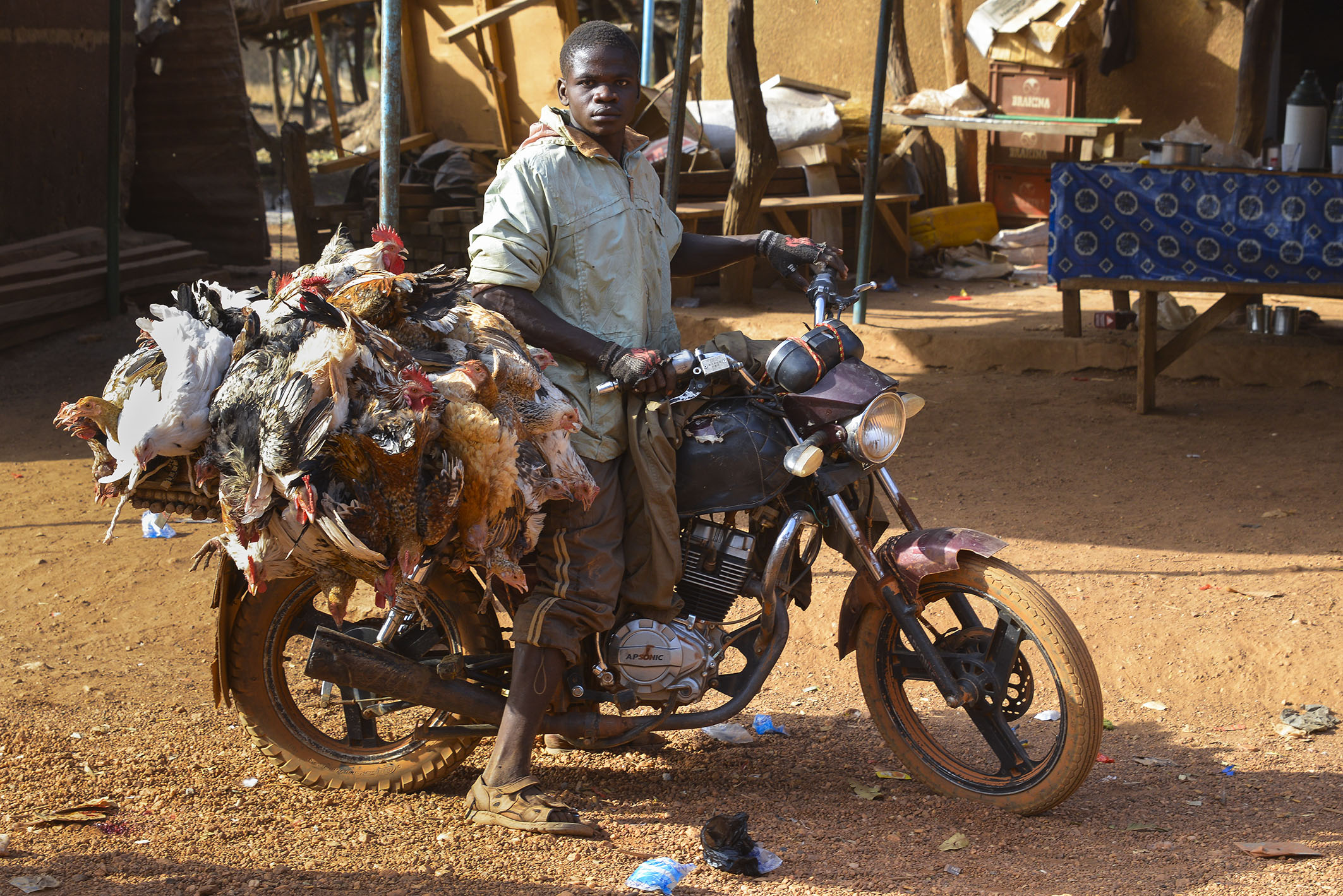 chicken transport