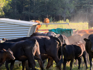 Why we vaccinate and what that means to you. 