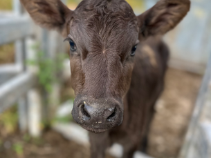 Latest addittion to the Belli Beef Family - 4 day old calf