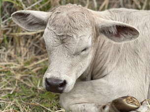 The Belli Beef Bites - July Newsletter
