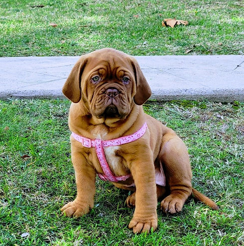 Mugsy!