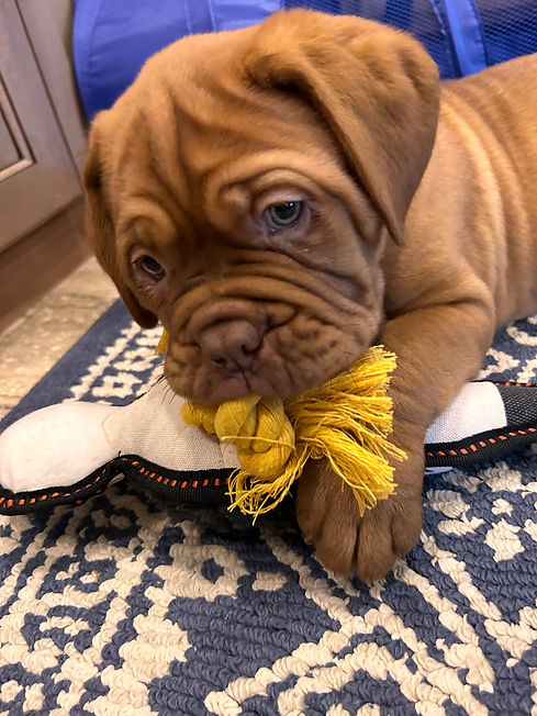 Walter 2-3 months.jpg
