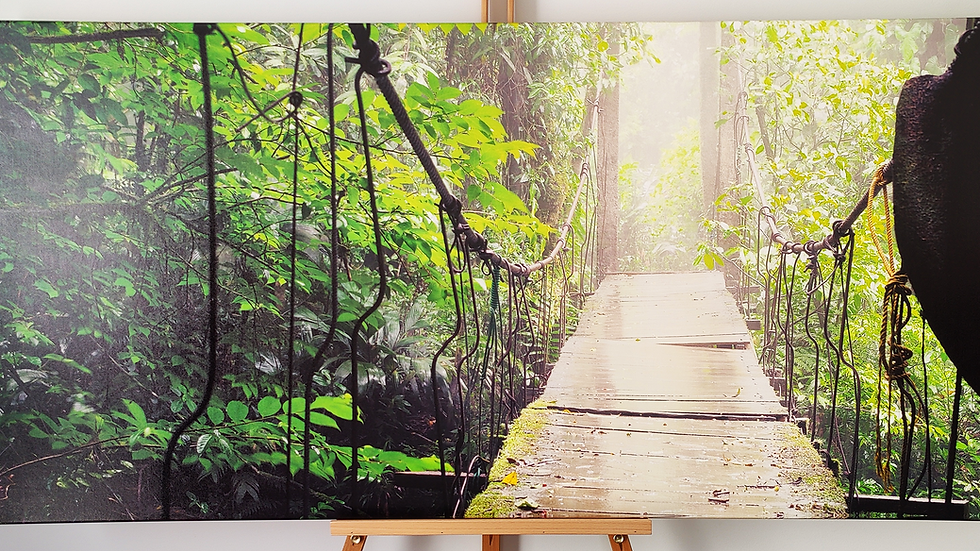 Rainforest