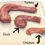 Thumbnail: Duck Necks 4-6 Per Bag