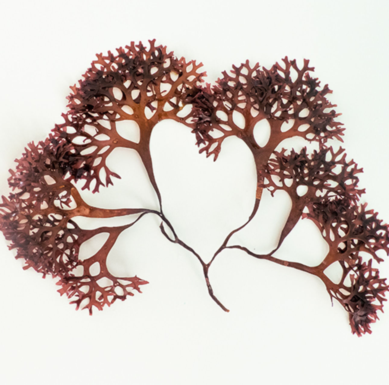 Icelandic Moss (Cetraria islandica) 4oz