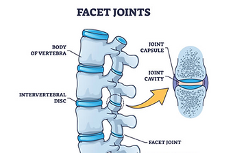 Facet joints anatomical picture