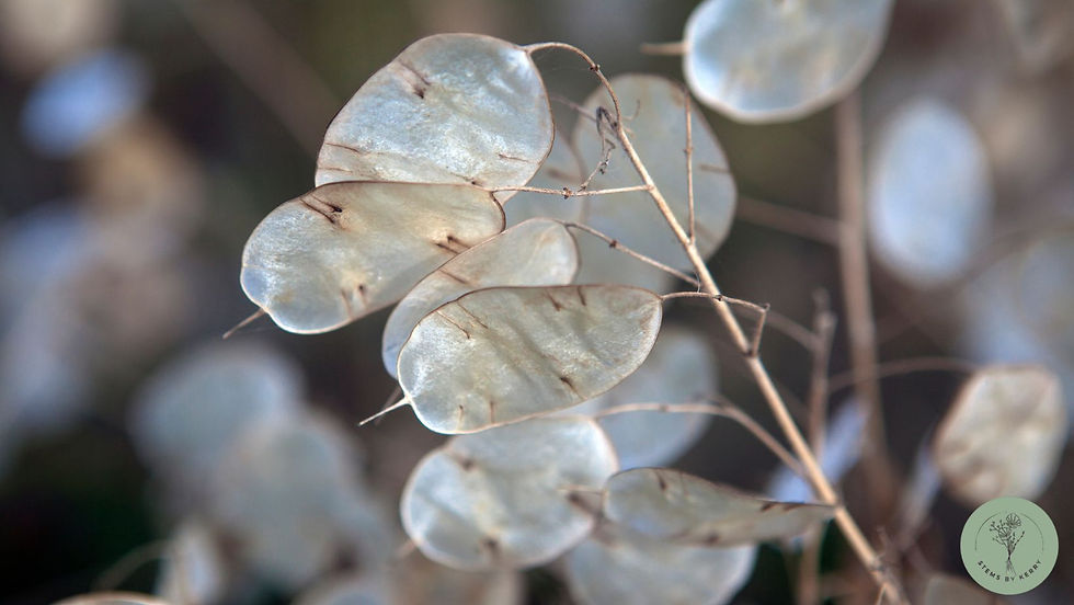 lumeria seeds