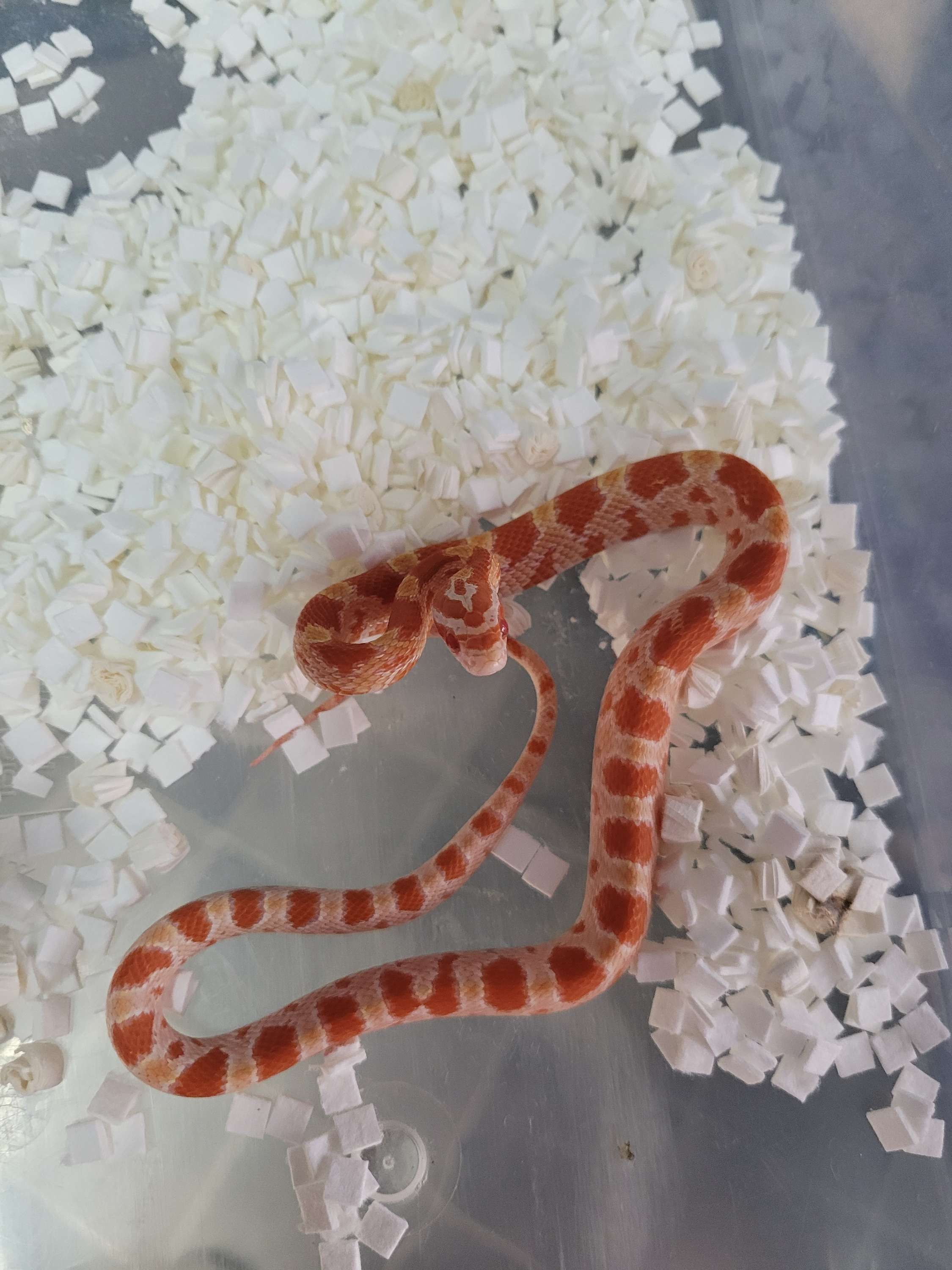 Albino corn snake 