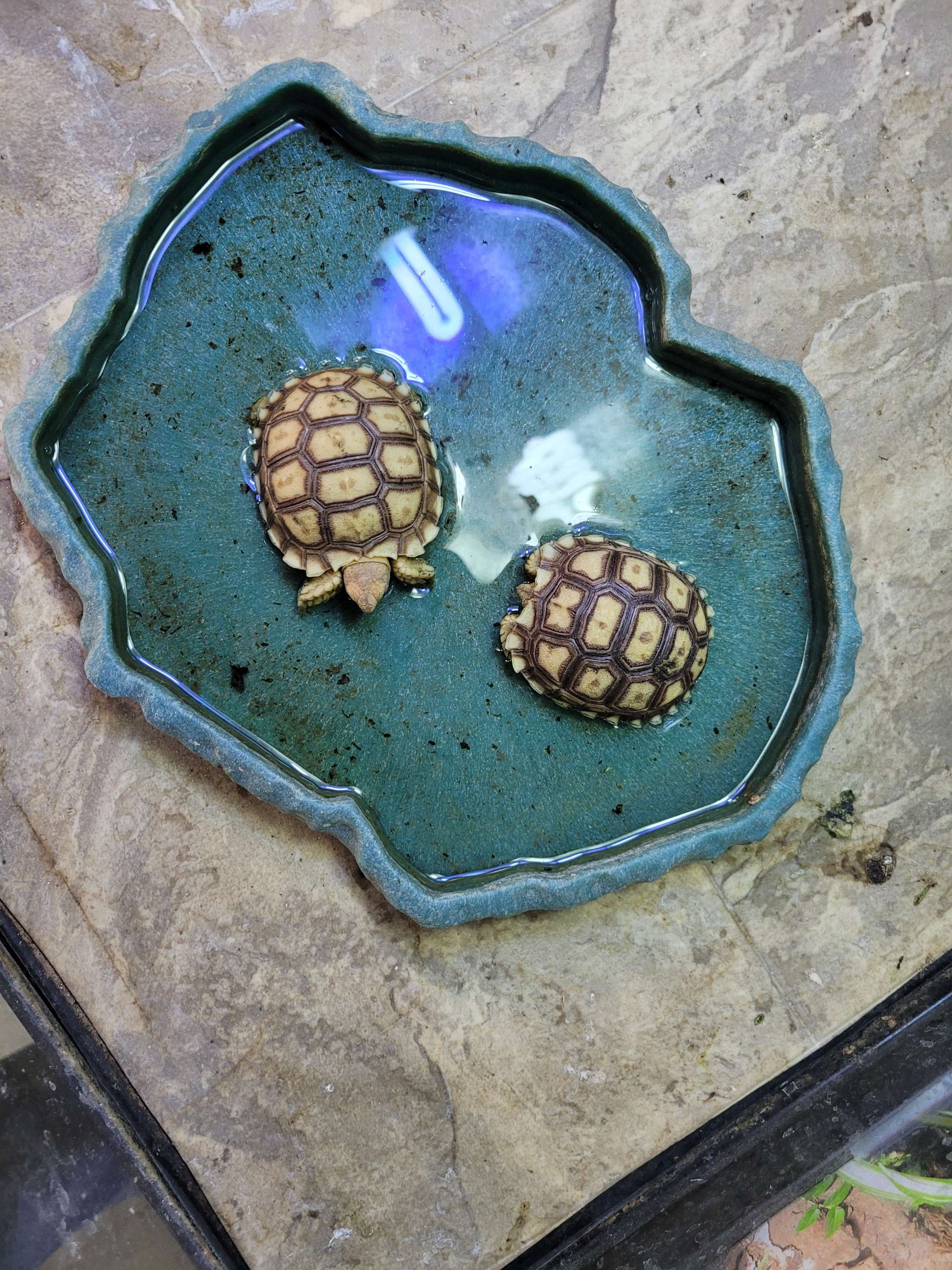 Sulcata tortoise 