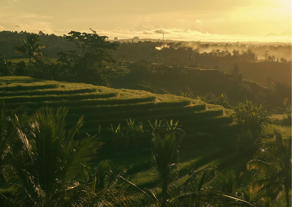 Sunlit terraced rice fields with lush greenery, palm trees, and mist in the background. Golden sky creates a serene and peaceful mood.