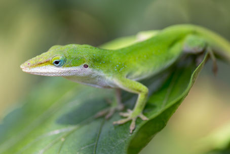 Making Friends with Lizards