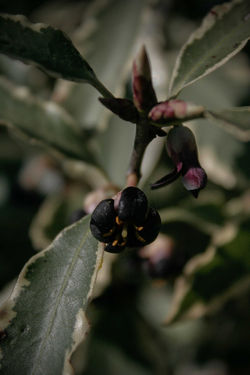 jpHumbert_Botanic-20