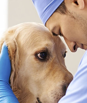 veterinario-triste-perromesa-de-trabajo-