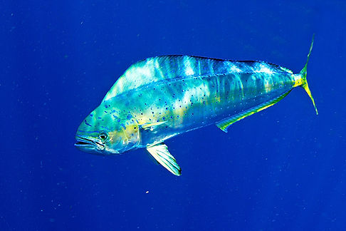 Coryphaena-hippurus.jpg