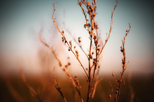Tree of life