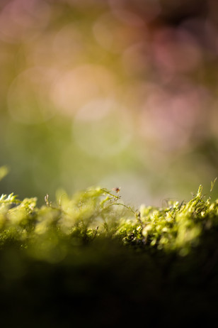 Nature the bigining