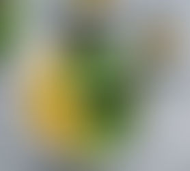 GoFarm Recipes: Week of June 22nd, 2020