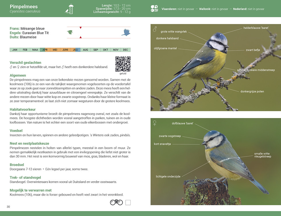 De_slimste_vogelgids_2026_BE_NL_Pimpelmees.jpg