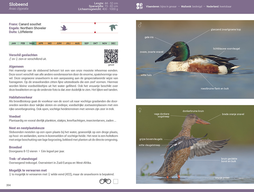 De_slimste_vogelgids_2027_BE_NL_Slobeend.jpg