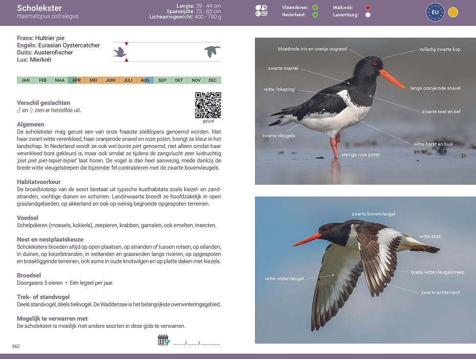 De_slimste_vogelgids_2027_BENELUX_Scholekster.jpg