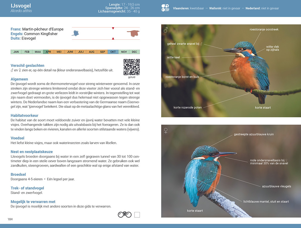 De_slimste_vogelgids_2026_BE_NL_IJsvogel.jpg