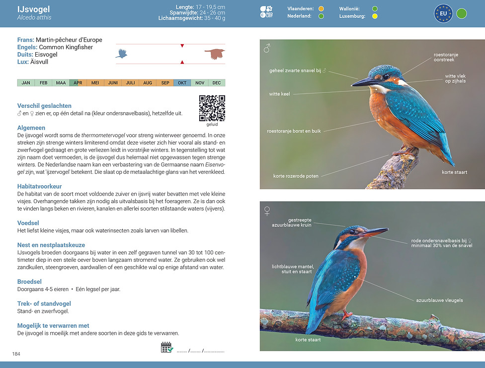 De_slimste_vogelgids_2027_BENELUX_IJsvogel.jpg