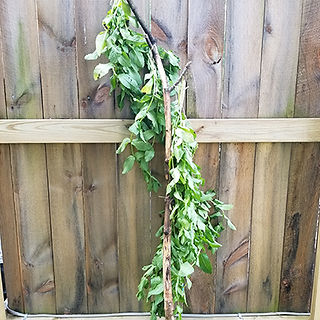 Mint drying outside_circlegoddess designs