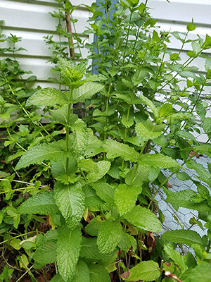 Mint from my garden_circlegoddess designs