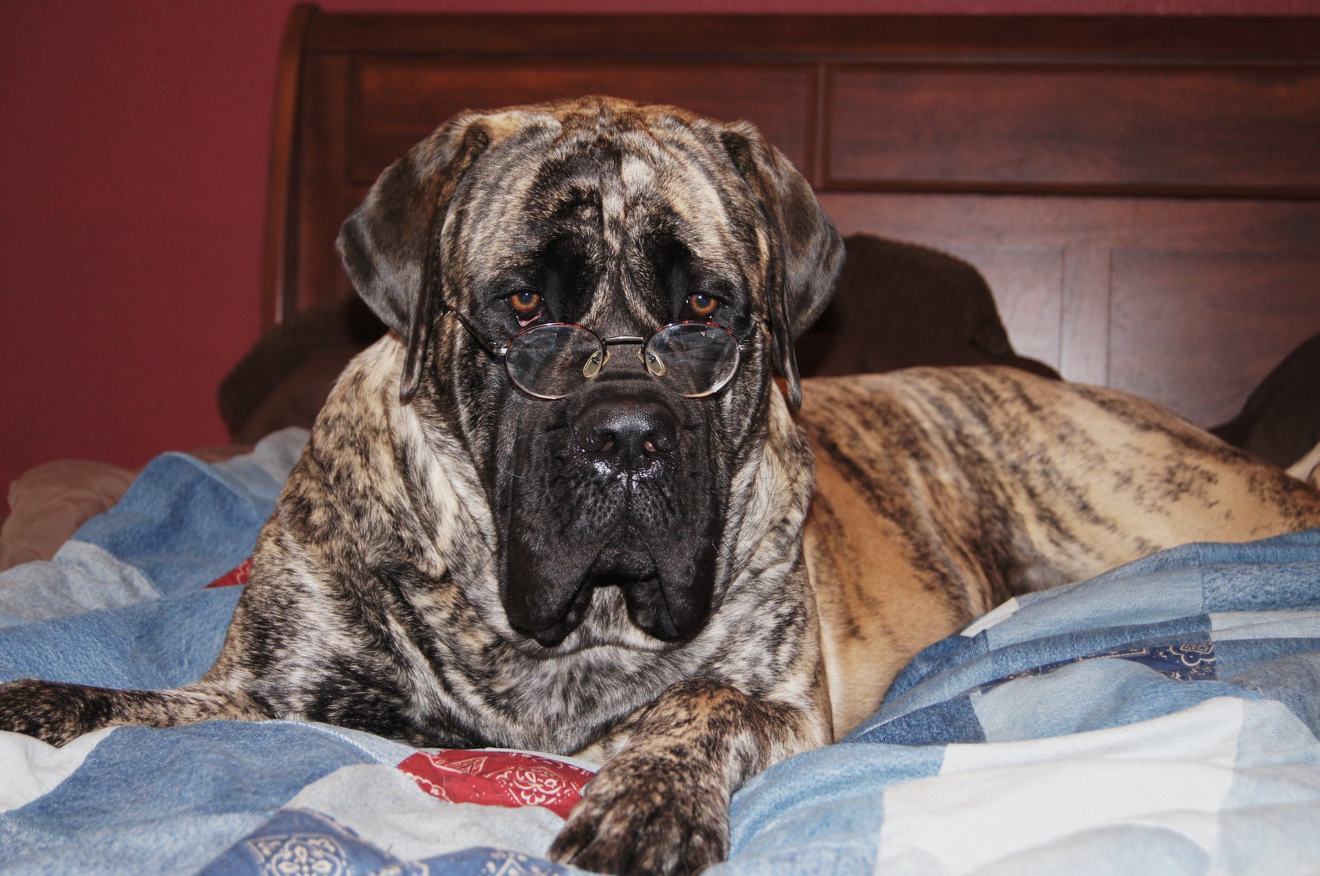 Brinkley 2011