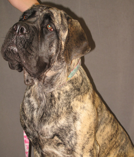 Brinkley 2011
