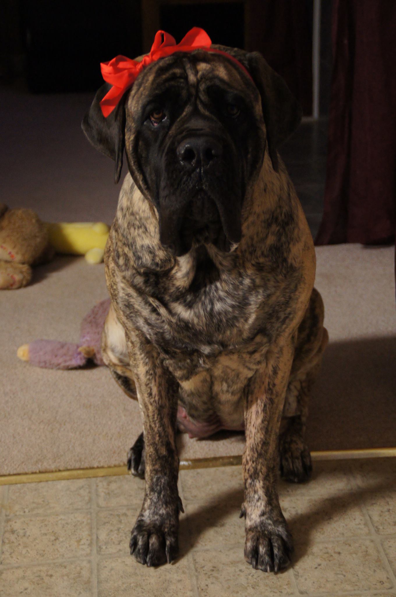 Brinkley Valentines 2014