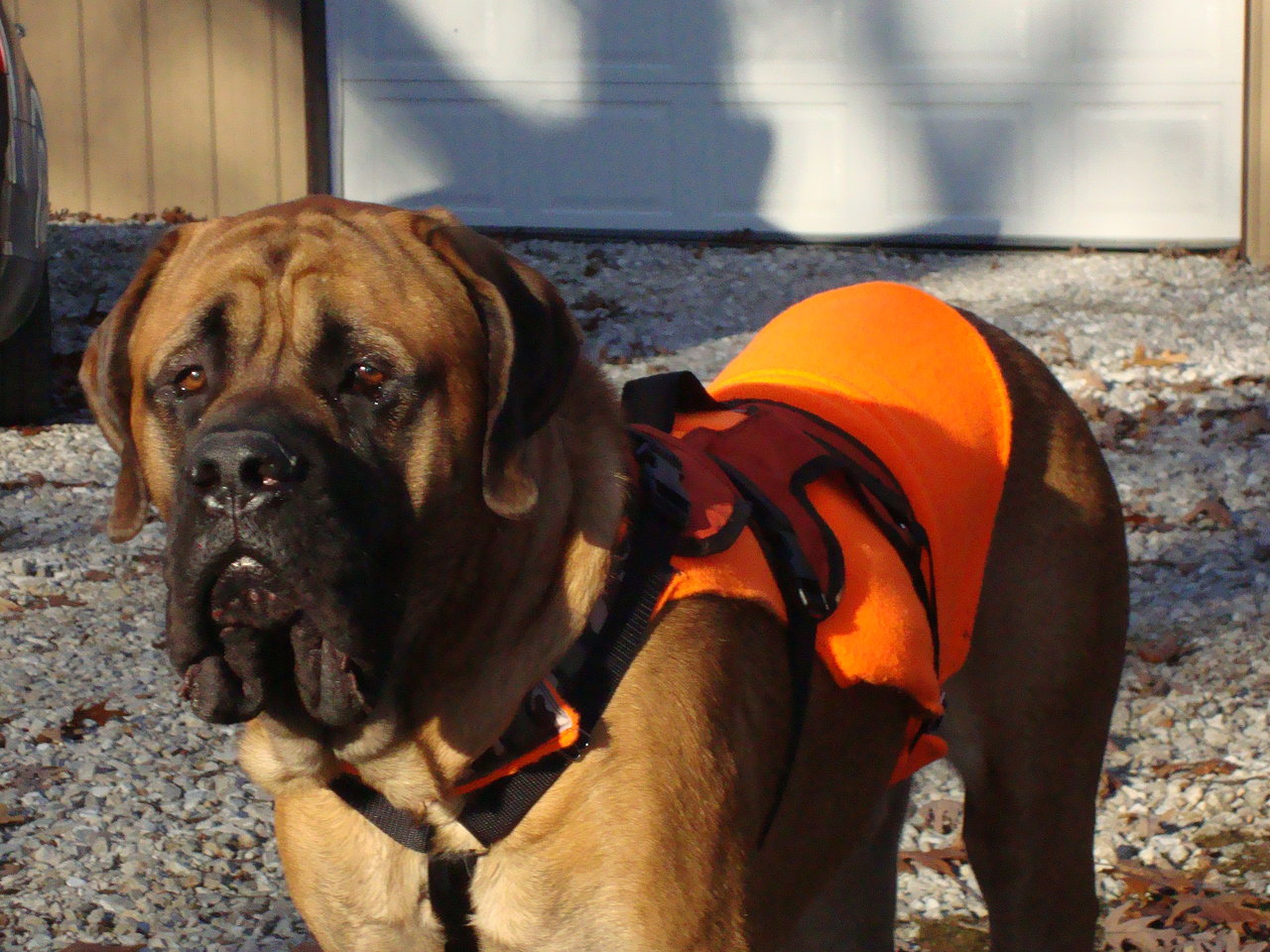 Boone Safety First
