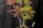 Thumbnail: TREES TREES TREES