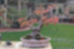 Thumbnail: TREES TREES TREES