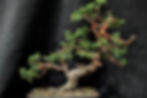 Thumbnail: TREES TREES TREES