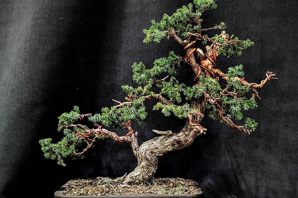 Thumbnail: TREES TREES TREES