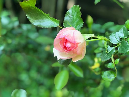 C642B2E8-712C-446F-AED3-BBD8B09400CB.jpe