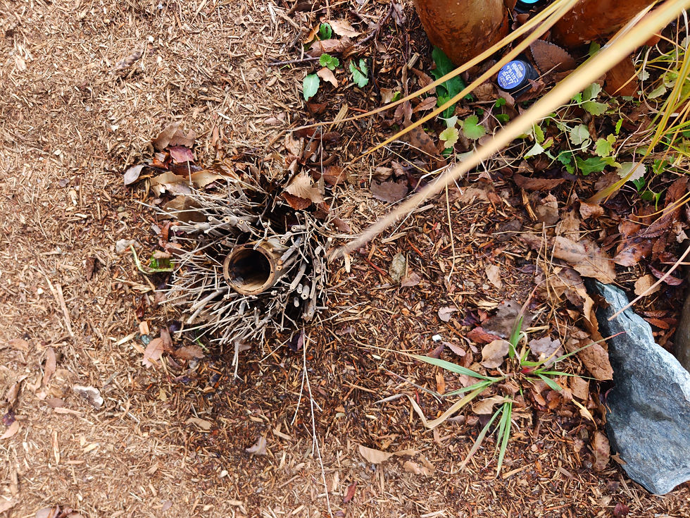 ここが地中に水を浸透させていく入り口になります。水やりは、直接竹穴にホースを入れれば、深くまで水が届きます。