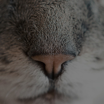 Cat's Nose_edited_edited.jpg