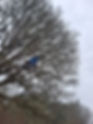 Tree pruning