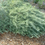 Thumbnail: Artemisia californica ('Canyon Gray')
