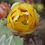 Thumbnail: Opuntia littoralis (Coastal PricklyPear)
