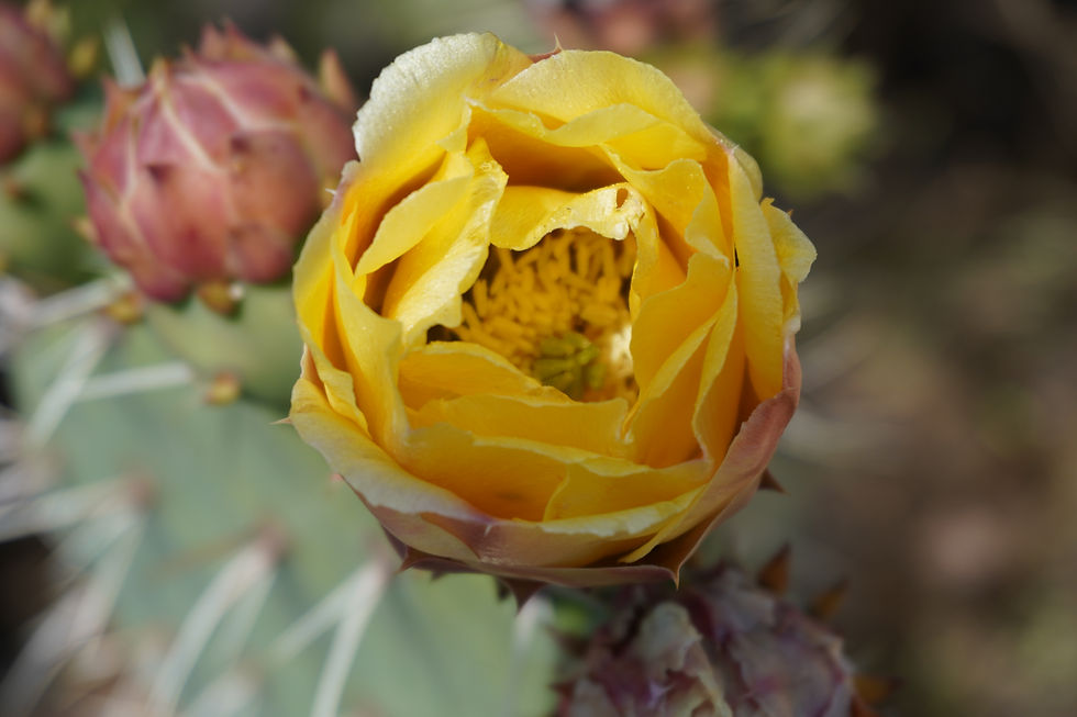Opuntia littoralis (Coastal PricklyPear)