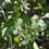 Thumbnail: Clematis ligusticifolia (Western Honeysuckle)
